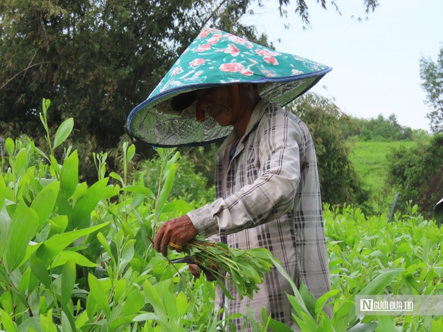 Lợi ích kép từ mô hình nông nghiệp xanh ở Đồng Nai- Ảnh 2.