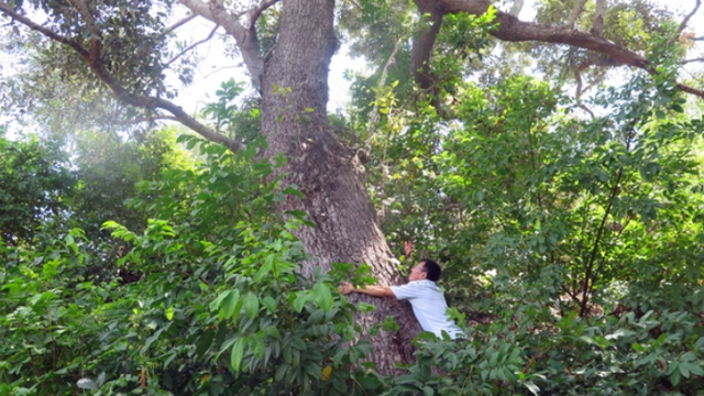 Loài cây quý hiếm bậc nhất thế giới, "cứng như sắt, quý hơn vàng", chỉ duy nhất Việt Nam sở hữu- Ảnh 2.