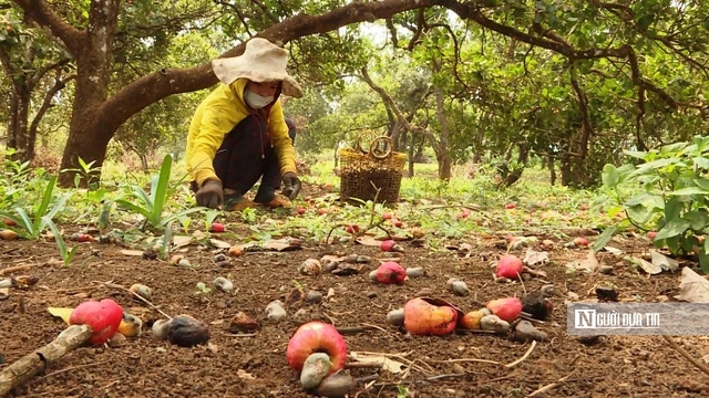 Bình Phước là Bình Phước là