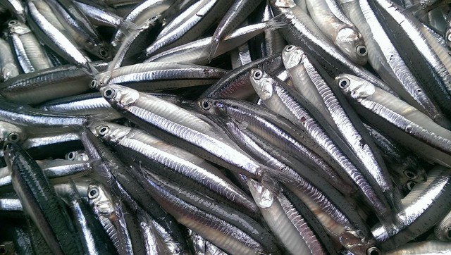 Loại cá "giàu canxi gấp hàng chục lần cá hồi", ở chợ Việt giá rẻ bèo- Ảnh 1. Loại cá "giàu canxi gấp hàng chục lần cá hồi", ở chợ Việt giá rẻ bèo- Ảnh 1.
