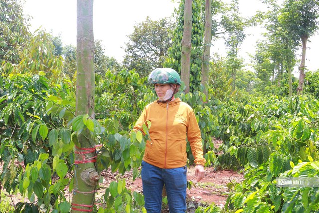Giá hồ tiêu tăng cao, kẻ gian rình rập cắt trộm dây giống- Ảnh 1. Giá hồ tiêu tăng cao, kẻ gian rình rập cắt trộm dây giống- Ảnh 1.