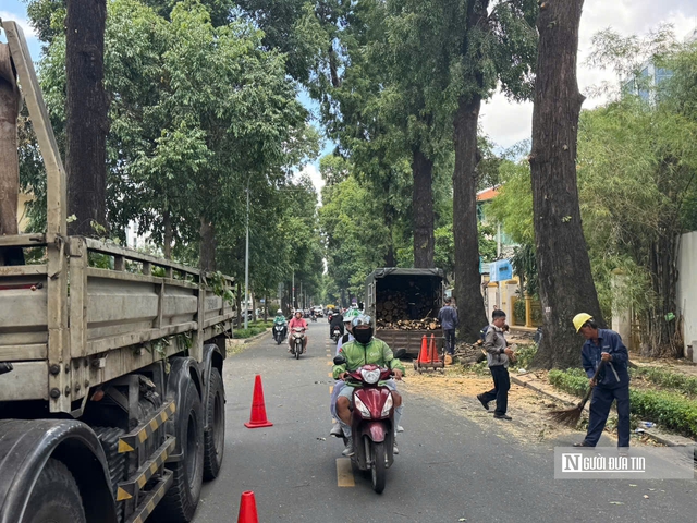 Tp.HCM: Cắt tỉa cây xanh, giải quyết điểm ngập, đảm bảo an toàn cho người dân- Ảnh 3. Tp.HCM: Cắt tỉa cây xanh, giải quyết điểm ngập, đảm bảo an toàn cho người dân- Ảnh 3.