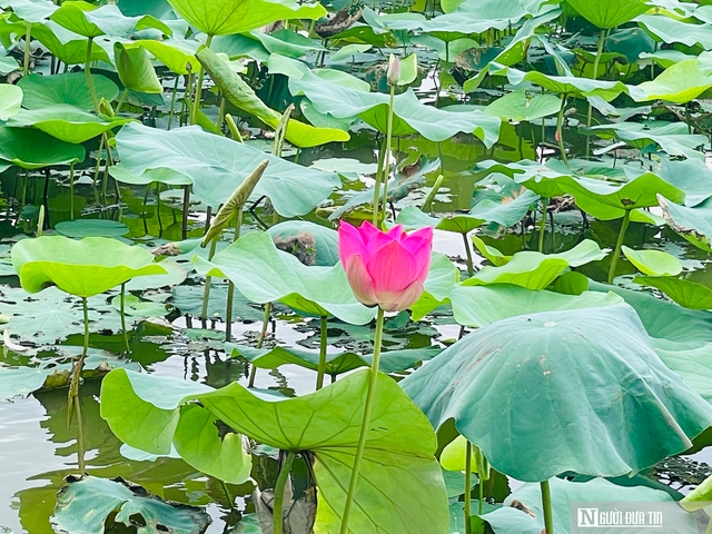 Tháng Năm về, ngắm hoa sen bình dị ở quê Bác- Ảnh 4. Tháng Năm về, ngắm hoa sen bình dị ở quê Bác- Ảnh 4.