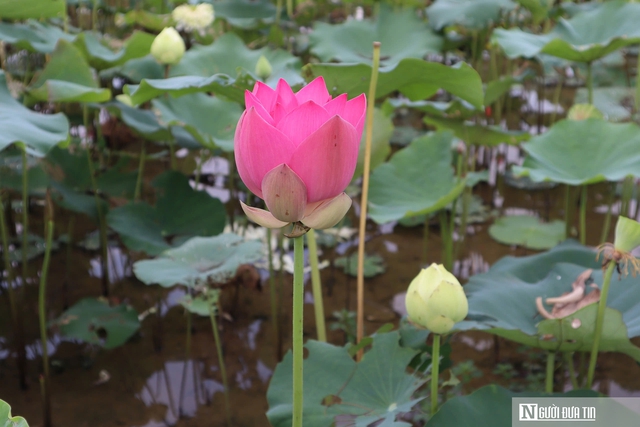 Tháng Năm về, ngắm hoa sen bình dị ở quê Bác- Ảnh 5. Tháng Năm về, ngắm hoa sen bình dị ở quê Bác- Ảnh 5.