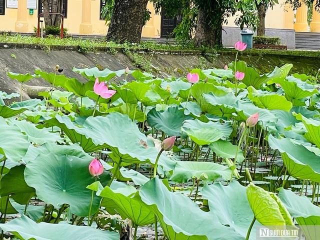 Tháng Năm về, ngắm hoa sen bình dị ở quê Bác- Ảnh 8. Tháng Năm về, ngắm hoa sen bình dị ở quê Bác- Ảnh 8.