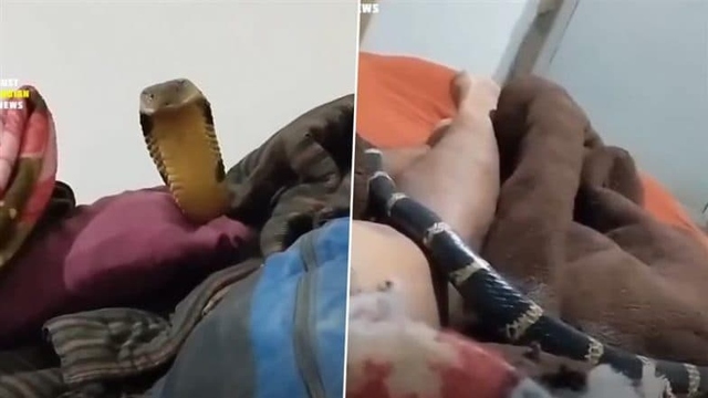 Rắn hổ mang chúa trườn lên chân người đàn ông và cái kết gây sốc- Ảnh 1. Rắn hổ mang chúa trườn lên chân người đàn ông và cái kết gây sốc- Ảnh 1.