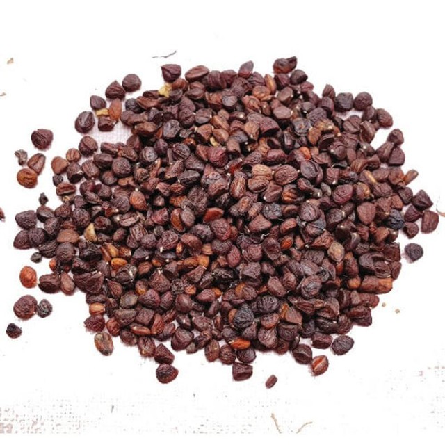 Hạt dổi Tây Bắc - gia vị tự nhiên cho món ăn thêm đậm đà- Ảnh 1. Hạt dổi Tây Bắc - gia vị tự nhiên cho món ăn thêm đậm đà- Ảnh 1.