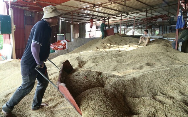 Cơ sở sấy lúa chạy hết công suất, hỗ trợ bà con vùng lũ Hà Tĩnh- Ảnh 1.