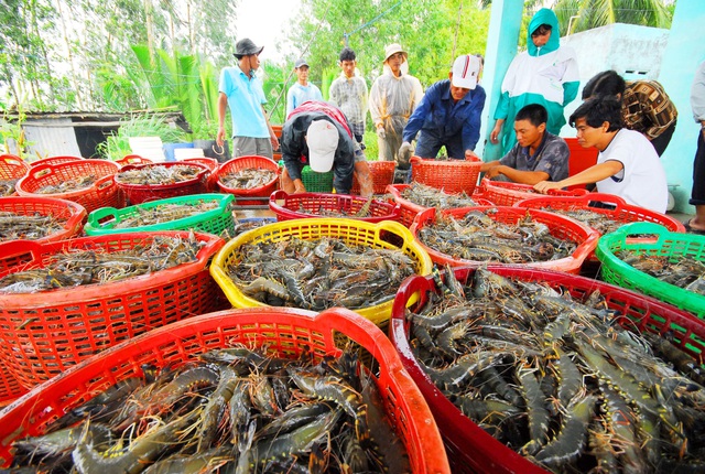 Đa dạng hóa thị trường để xuất khẩu tôm “lách qua khe cửa hẹp”- Ảnh 1. Đa dạng hóa thị trường để xuất khẩu tôm “lách qua khe cửa hẹp”- Ảnh 1.