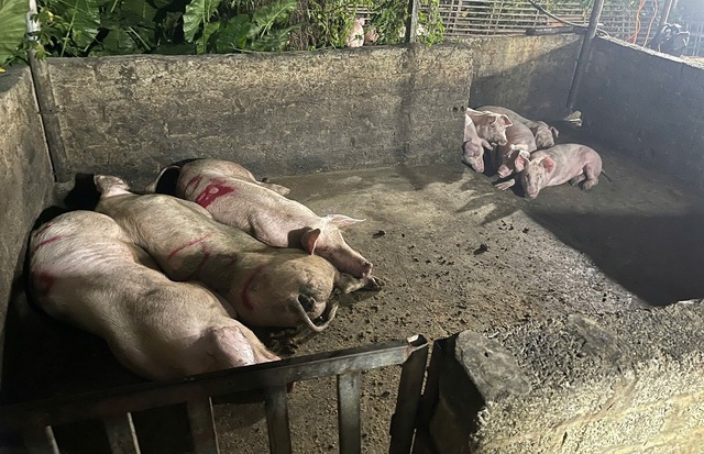 Phát hiện gần 3 tấn thịt lợn nhiễm virus dịch tả lợn châu Phi- Ảnh 1. Phát hiện gần 3 tấn thịt lợn nhiễm virus dịch tả lợn châu Phi- Ảnh 1.
