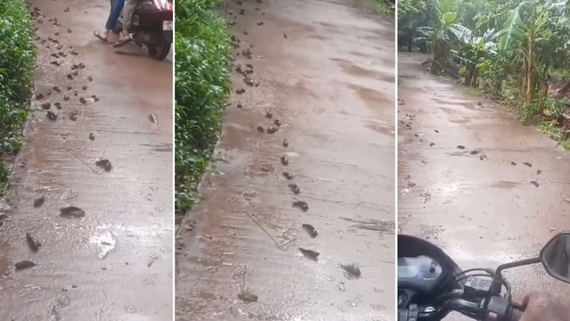 Clip: Đàn cá xếp hàng "đi bộ" trên đường khiến người dân kinh ngạc- Ảnh 1. Clip: Đàn cá xếp hàng "đi bộ" trên đường khiến người dân kinh ngạc- Ảnh 1.
