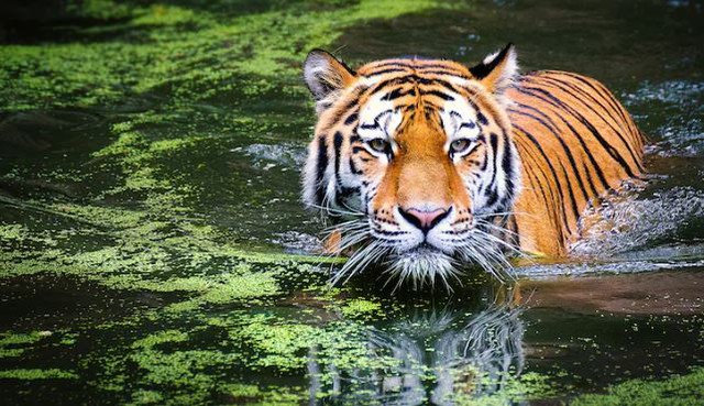 Đang làm việc trong trang trại, người đàn ông 50 tuổi bị hổ dữ vồ tử vong- Ảnh 1. Đang làm việc trong trang trại, người đàn ông 50 tuổi bị hổ dữ vồ tử vong- Ảnh 1.