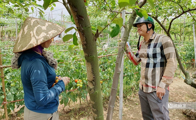 Hải Phòng: Bà con trồng cà chua điêu đứng vì giá rớt “chưa từng thấy”- Ảnh 2. Hải Phòng: Bà con trồng cà chua điêu đứng vì giá rớt “chưa từng thấy”- Ảnh 2.