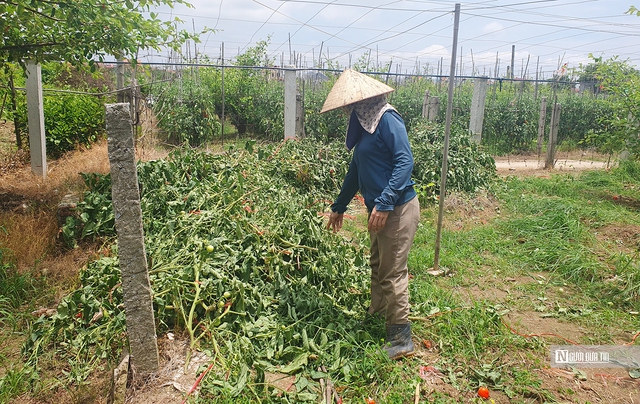 Hải Phòng: Bà con trồng cà chua điêu đứng vì giá rớt “chưa từng thấy”- Ảnh 1. Hải Phòng: Bà con trồng cà chua điêu đứng vì giá rớt “chưa từng thấy”- Ảnh 1.