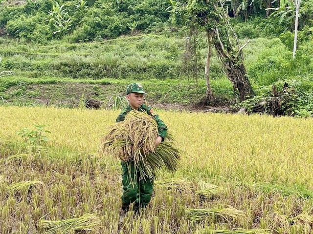 Bộ đội biên phòng giúp người dân thu hoạch lúa sau trận lũ quét- Ảnh 2. Bộ đội biên phòng giúp người dân thu hoạch lúa sau trận lũ quét- Ảnh 2.