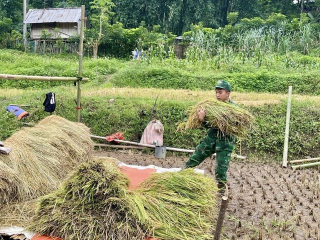 Bộ đội biên phòng giúp người dân thu hoạch lúa sau trận lũ quét- Ảnh 3. Bộ đội biên phòng giúp người dân thu hoạch lúa sau trận lũ quét- Ảnh 3.