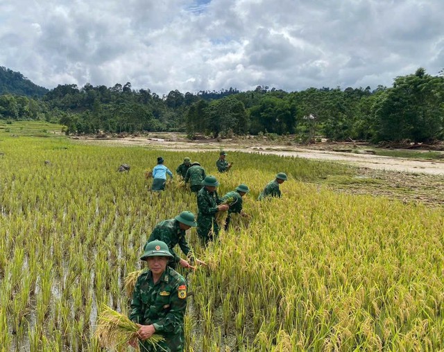 Bộ đội biên phòng giúp người dân thu hoạch lúa sau trận lũ quét- Ảnh 6. Bộ đội biên phòng giúp người dân thu hoạch lúa sau trận lũ quét- Ảnh 6.