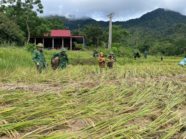 Bộ đội biên phòng giúp người dân thu hoạch lúa sau trận lũ quét- Ảnh 4. Bộ đội biên phòng giúp người dân thu hoạch lúa sau trận lũ quét- Ảnh 4.