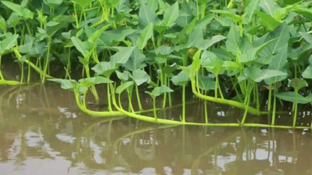 2 loại rau người Việt thích mê dễ là "ổ sán", nhất là cái số 1- Ảnh 2. 2 loại rau người Việt thích mê dễ là "ổ sán", nhất là cái số 1- Ảnh 2.