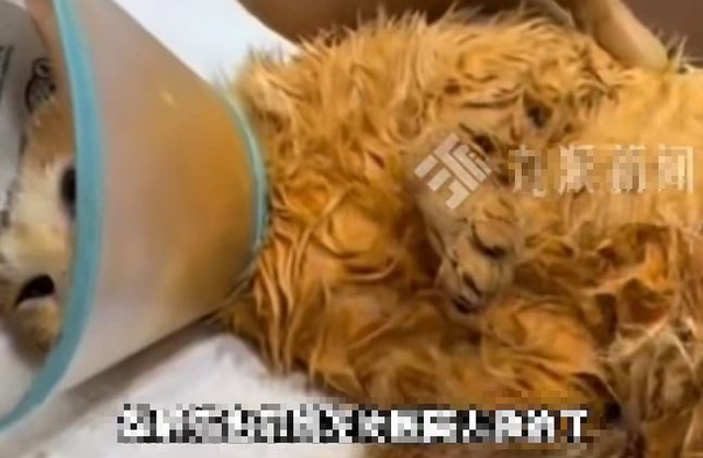 Mèo hoang rơi vào nồi lẩu đang sôi, chủ quán có cách xử lý bất ngờ- Ảnh 2. Mèo hoang rơi vào nồi lẩu đang sôi, chủ quán có cách xử lý bất ngờ- Ảnh 2.