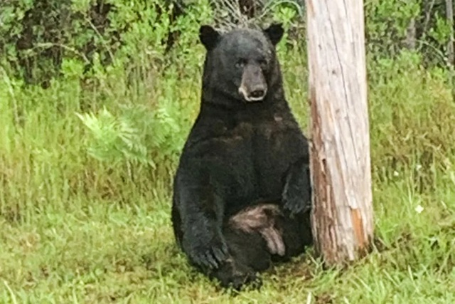 Một con gấu đen ở Florida được chụp vào tháng 7/2024. (Ảnh: Walton County Sheriff's Office) Một con gấu đen ở Florida được chụp vào tháng 7/2024. (Ảnh: Walton County Sheriff's Office)