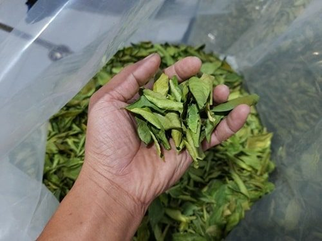 Đừng chỉ ăn quả, lá loại cây này quý như "nhân sâm người nghèo" ở quê mọc um tùm- Ảnh 2. Đừng chỉ ăn quả, lá loại cây này quý như "nhân sâm người nghèo" ở quê mọc um tùm- Ảnh 2.