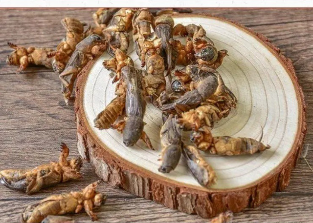 Loài côn trùng xưa là "oan gia nhà nông" nay nâng tầm đặc sản giá 1 triệu đồng/kg- Ảnh 2. Loài côn trùng xưa là "oan gia nhà nông" nay nâng tầm đặc sản giá 1 triệu đồng/kg- Ảnh 2.