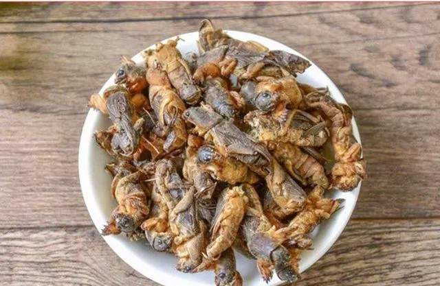 Loài côn trùng xưa là "oan gia nhà nông" nay nâng tầm đặc sản giá 1 triệu đồng/kg- Ảnh 1. Loài côn trùng xưa là "oan gia nhà nông" nay nâng tầm đặc sản giá 1 triệu đồng/kg- Ảnh 1.