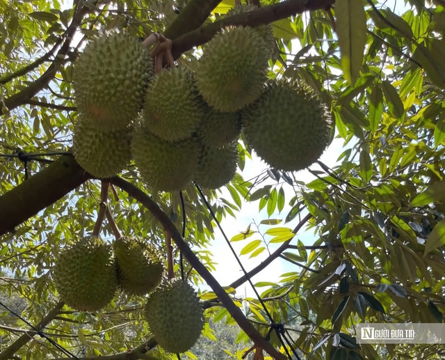 Đồng Nai: Giá sầu riêng Đồng Nai: Giá sầu riêng