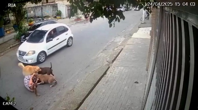 Người phụ nữ dùng tay không chiến đấu với Pitbull để bảo vệ chó cưng- Ảnh 1. Người phụ nữ dùng tay không chiến đấu với Pitbull để bảo vệ chó cưng- Ảnh 1.