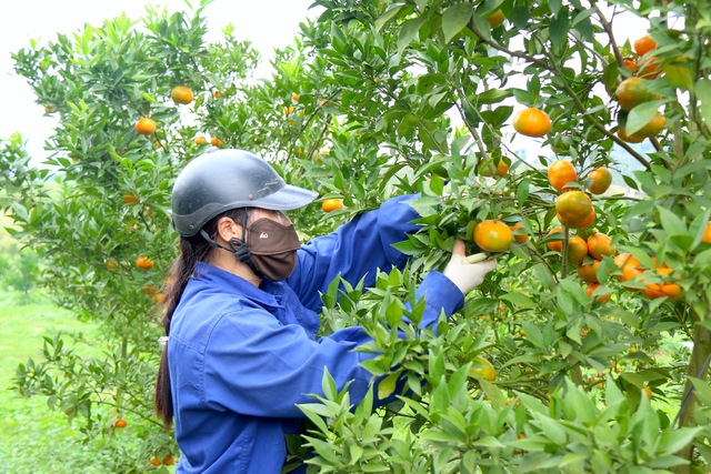 Khi công nghệ tham gia vào "cày sâu cuốc bẫm" - Bài 2: Nỗi trăn trở của người làm nông thời đại mới- Ảnh 5.