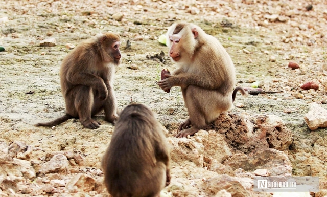 Khám phá đảo khỉ giữa lòng hồ Ngàn Trươi- Ảnh 3. Khám phá đảo khỉ giữa lòng hồ Ngàn Trươi- Ảnh 3.