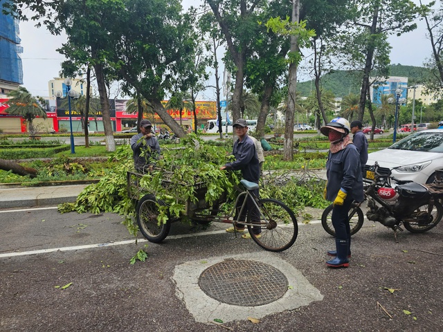 Bình Định: Ảnh hưởng của bão số 1, nhiều cây xanh ngã đổ, một phụ nữ bị thương- Ảnh 3. Bình Định: Ảnh hưởng của bão số 1, nhiều cây xanh ngã đổ, một phụ nữ bị thương- Ảnh 3.