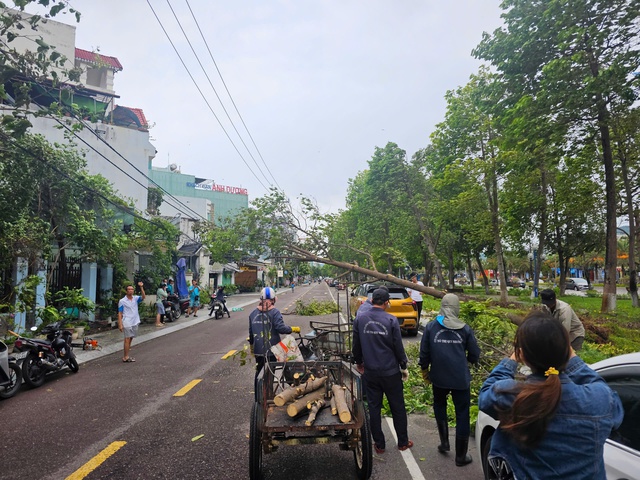 Bình Định: Ảnh hưởng của bão số 1, nhiều cây xanh ngã đổ, một phụ nữ bị thương- Ảnh 1. Bình Định: Ảnh hưởng của bão số 1, nhiều cây xanh ngã đổ, một phụ nữ bị thương- Ảnh 1.