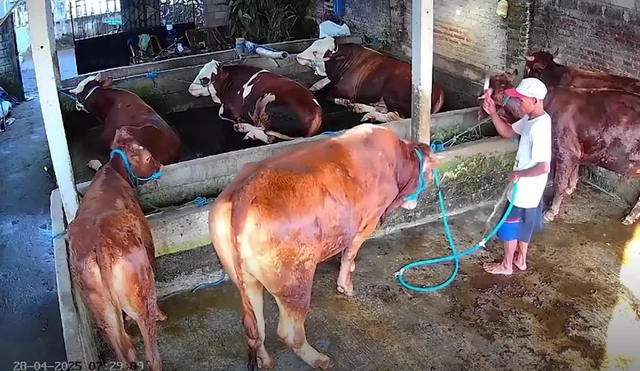 Người đàn ông đã liên tục đánh đập con bò. Người đàn ông đã liên tục đánh đập con bò.