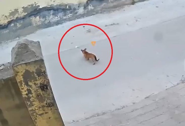 Thấy tiền mặt rơi trên đường, chú chó có hành động bất ngờ- Ảnh 1. Thấy tiền mặt rơi trên đường, chú chó có hành động bất ngờ- Ảnh 1.