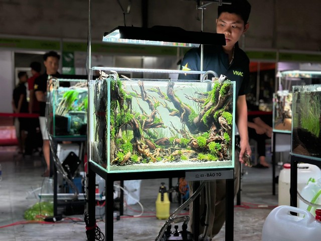 VNAC 2025 - Sân chơi lớn nhất của giới yêu thủy sinh tại Tp.HCM- Ảnh 5. VNAC 2025 - Sân chơi lớn nhất của giới yêu thủy sinh tại Tp.HCM- Ảnh 5.