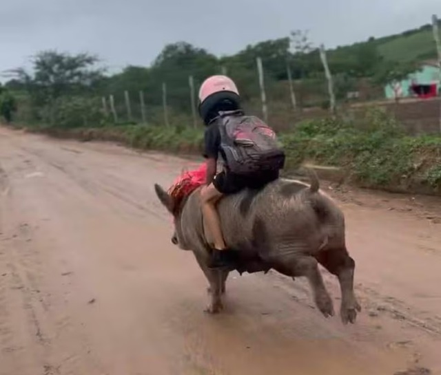 Cậu bé 9 tuổi gây sốt khi cưỡi lợn đi học, 1 phút là đến đích- Ảnh 1. Cậu bé 9 tuổi gây sốt khi cưỡi lợn đi học, 1 phút là đến đích- Ảnh 1.