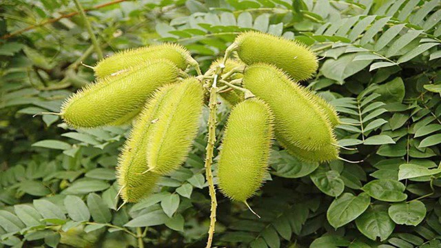 Cây dại xưa mọc đầy đường nay giá 300.000 đồng/kg- Ảnh 2. Cây dại xưa mọc đầy đường nay giá 300.000 đồng/kg- Ảnh 2.
