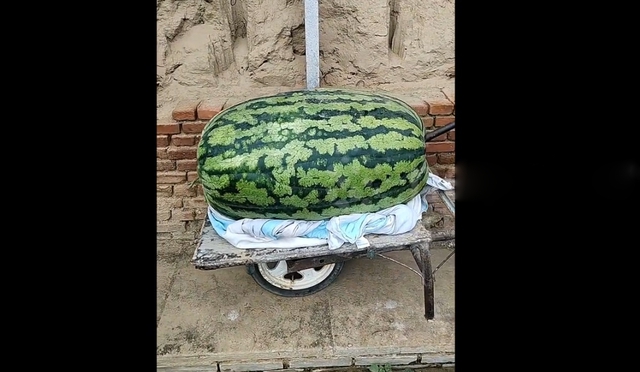 Người đàn ông trồng được quả dưa hấu khổng lồ nặng gần 100kg- Ảnh 1. Người đàn ông trồng được quả dưa hấu khổng lồ nặng gần 100kg- Ảnh 1.