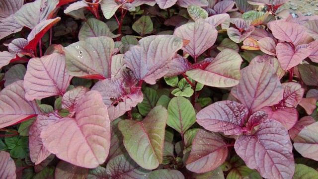 Những điều cần lưu ý khi ăn rau dền- Ảnh 1. Những điều cần lưu ý khi ăn rau dền- Ảnh 1.
