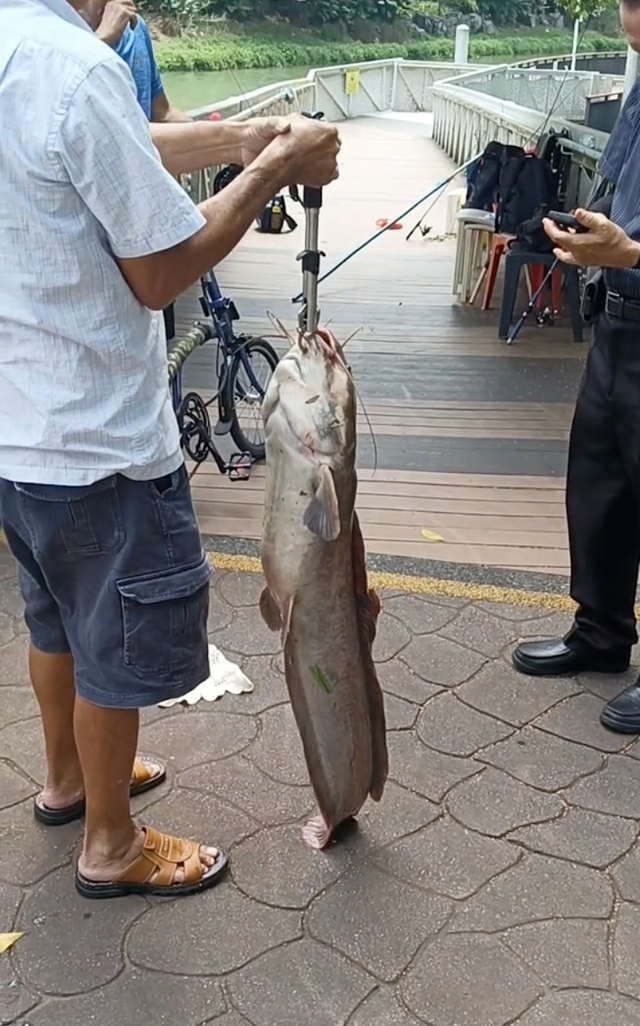 Cần thủ câu được con cá trê khổng lồ nặng 19kg trên sông- Ảnh 1. Cần thủ câu được con cá trê khổng lồ nặng 19kg trên sông- Ảnh 1.