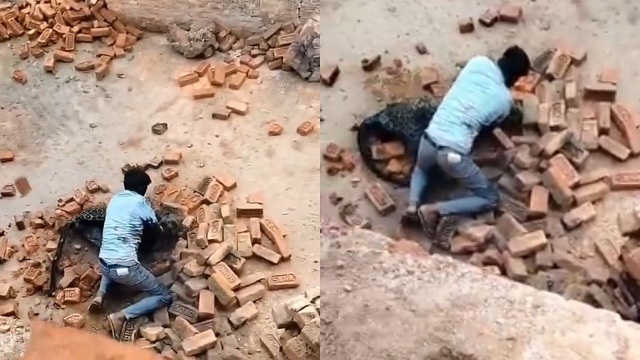 Nam thanh niên dùng tay không quật ngã báo dữ và cái kết- Ảnh 1. Nam thanh niên dùng tay không quật ngã báo dữ và cái kết- Ảnh 1.