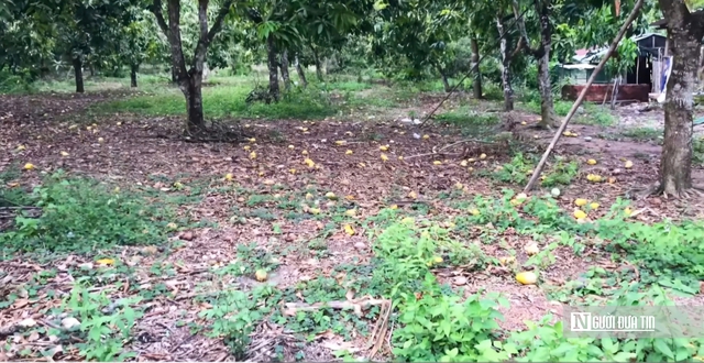 Nâng tầm nông sản Đồng Nai – Kỳ 1: Rộng đất, dày tiềm năng nhưng chưa “hóa vàng"- Ảnh 1. Nâng tầm nông sản Đồng Nai – Kỳ 1: Rộng đất, dày tiềm năng nhưng chưa “hóa vàng"- Ảnh 1.