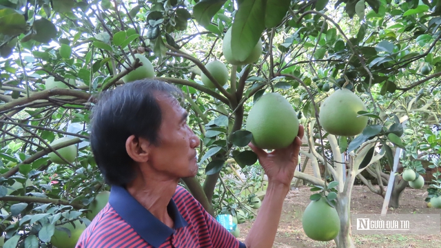 Nâng tầm nông sản Đồng Nai – Kỳ 1: Rộng đất, dày tiềm năng nhưng chưa “hóa vàng"- Ảnh 2. Nâng tầm nông sản Đồng Nai – Kỳ 1: Rộng đất, dày tiềm năng nhưng chưa “hóa vàng"- Ảnh 2.