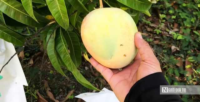 Nâng tầm nông sản Đồng Nai - Kỳ 3: Tư duy mới cho chiến lược nông sản dài hạn- Ảnh 2. Nâng tầm nông sản Đồng Nai - Kỳ 3: Tư duy mới cho chiến lược nông sản dài hạn- Ảnh 2.
