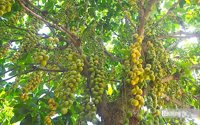Nâng tầm nông sản Đồng Nai - Kỳ 3: Tư duy mới cho chiến lược nông sản dài hạn- Ảnh 6. Nâng tầm nông sản Đồng Nai - Kỳ 3: Tư duy mới cho chiến lược nông sản dài hạn- Ảnh 6.