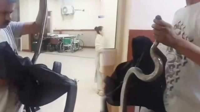 Bị cắn, người đàn ông cầm con rắn tới bệnh viện khiến bác sĩ sửng sốt- Ảnh 1. Bị cắn, người đàn ông cầm con rắn tới bệnh viện khiến bác sĩ sửng sốt- Ảnh 1.