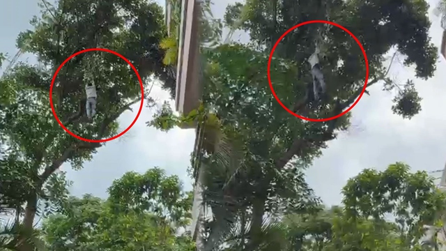 Say rượu trèo lên cây hái mít, người đàn ông rơi xuống đất- Ảnh 1. Say rượu trèo lên cây hái mít, người đàn ông rơi xuống đất- Ảnh 1.