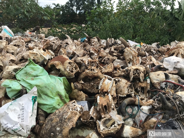 Cận cảnh bãi tập kết hàng nghìn đầu trâu, bò bốc mùi hôi thối giữa thành phố- Ảnh 3. Cận cảnh bãi tập kết hàng nghìn đầu trâu, bò bốc mùi hôi thối giữa thành phố- Ảnh 3.